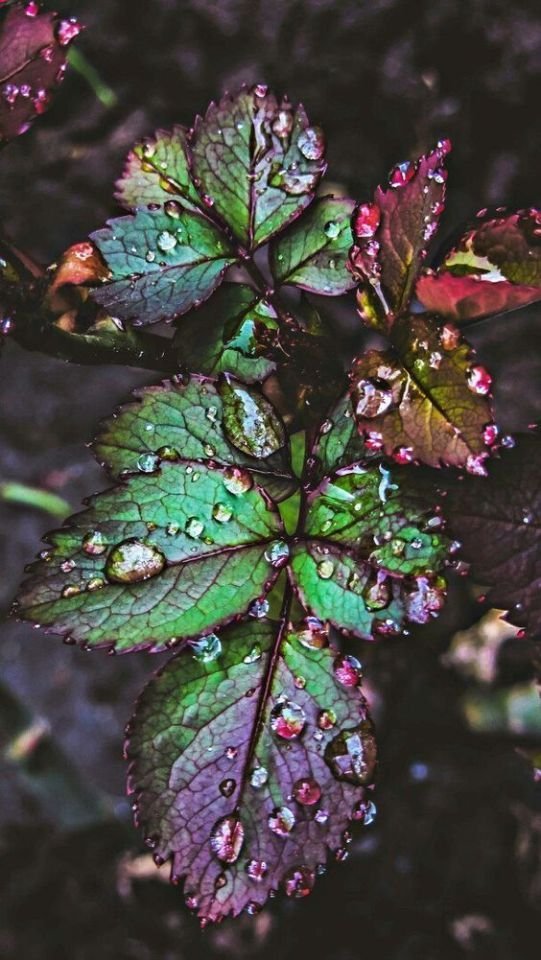 leaf background-photos Free background image in precap